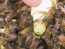 Bienenkönigin 05