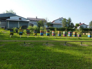 MIODOLAND Polnische Bienenstöcke einer Bienenkönigin, die Honig ablegt Polen 12